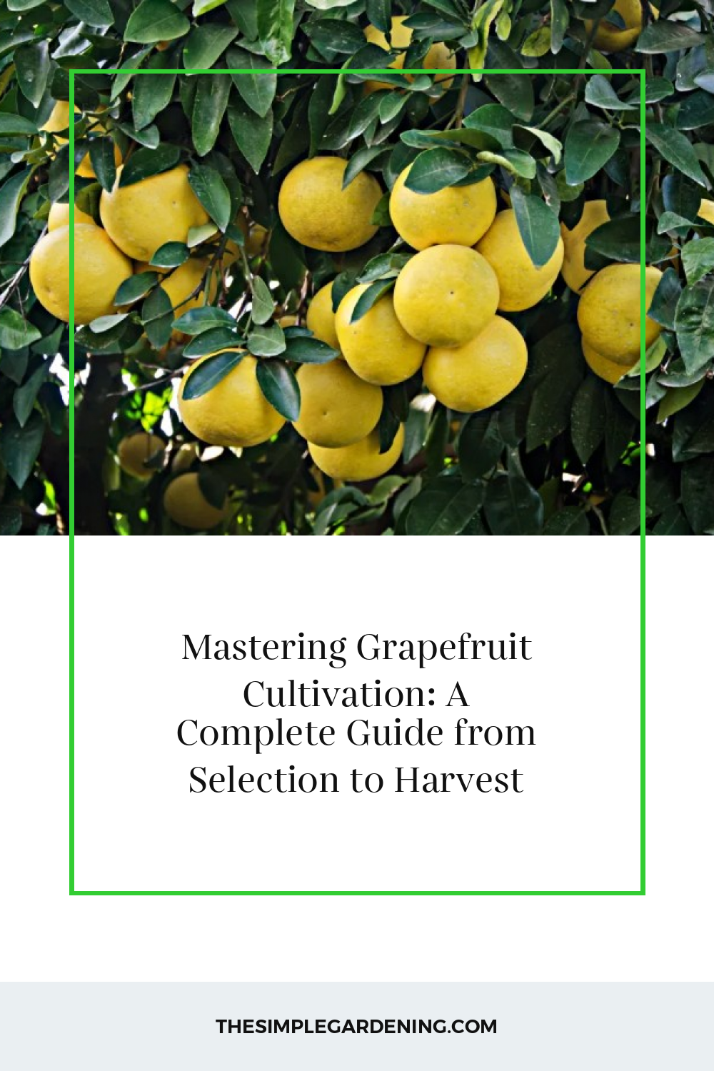 Mastering Grapefruit Cultivation: A Complete Guide from Selection to Harvest